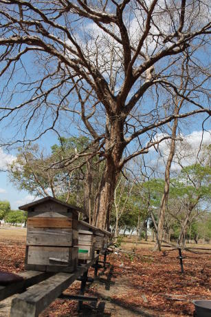 Image of Boas práticas para instalação e manejo de colônias de abelhas sem ferrão (ASF)