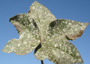 Image of MonitoraOeste: monitoring and warning of climate favorability for soybean rust and Ramularia leaf spot in cotton