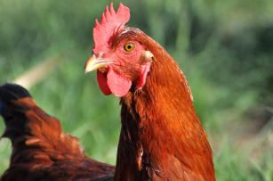 Image of Embrapa 051 Laying Hens