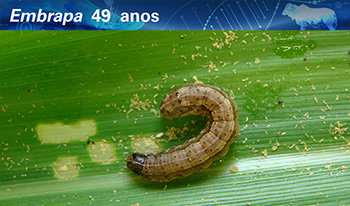 Controle biológico: enfoque no manejo de lagartas com bioinseticidas