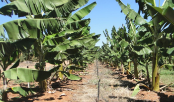 Métodos e sistemas de irrigação para bananeira