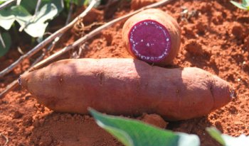 Batata-doce: da produção de mudas à pós-colheita